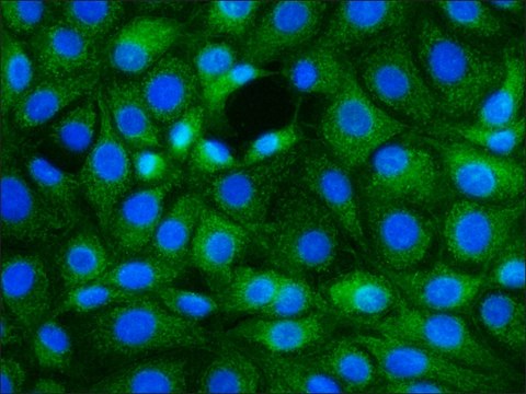 Monoclonal Anti-S100A2 antibody produced in mouse clone SH-L1, ascites fluid