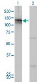 Monoclonal Anti-AXL antibody produced in mouse clone 6C8, purified immunoglobulin, buffered aqueous solution