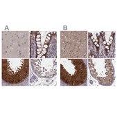 Anti-GSS antibody produced in rabbit Prestige Antibodies&#174; Powered by Atlas Antibodies, affinity isolated antibody