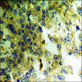 Anti-phospho-ERK8 (pThr175+Tyr177) antibody produced in rabbit affinity isolated antibody