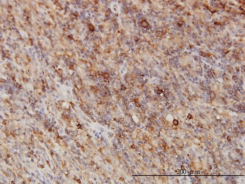 Monoclonal Anti-G3BP antibody produced in mouse clone 2F3, purified immunoglobulin, buffered aqueous solution