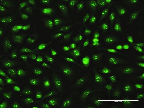 Monoclonal Anti-SKP1A, (C-terminal) antibody produced in mouse clone 2E6, purified immunoglobulin, buffered aqueous solution