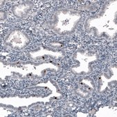 Monoclonal Anti-FOXJ1 antibody produced in mouse Prestige Antibodies&#174; Powered by Atlas Antibodies, clone CL3991, purified immunoglobulin