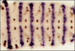 Nitrotetrazolium Blue chloride &#8805;90.0% (HPLC)