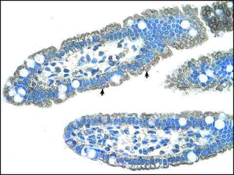 Anti-EDG8 (AB2) antibody produced in rabbit IgG fraction of antiserum