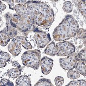 Anti-C5 antibody produced in rabbit Prestige Antibodies&#174; Powered by Atlas Antibodies, affinity isolated antibody, buffered aqueous glycerol solution