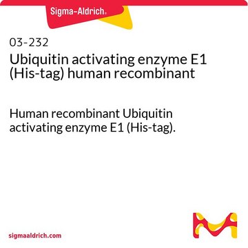 Ubiquitin activating enzyme E1 (His-tag) human recombinant Human recombinant Ubiquitin activating enzyme E1 (His-tag).