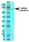 Monoclonal Anti-Sur1 - Rpe antibody produced in mouse clone S289-16, purified immunoglobulin
