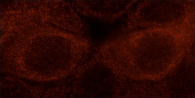 Anti-GSDMD antibody, Mouse monoclonal clone GSD-14, purified from hybridoma cell culture