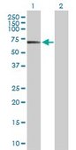 Anti-POLA2 antibody produced in rabbit purified immunoglobulin, buffered aqueous solution