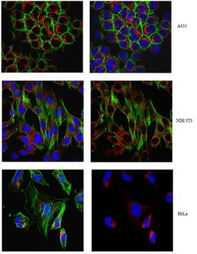 Anti-Tom20/Tomm20 Antibody, clone 2F8.1 clone 2F8.1, from mouse