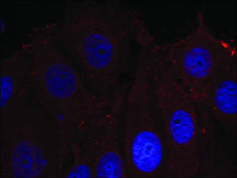 Anti-phospho-SNCA (pTyr133) antibody produced in rabbit affinity isolated antibody