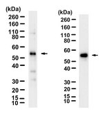 Anti-Cytokeratin 8 Antibody, clone TROMA-1 ZooMAb&#174; Rat Monoclonal recombinant, expressed in HEK 293 cells