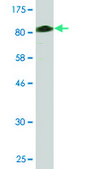 Monoclonal Anti-GSS GSS recomb antibody produced in mouse clone 4B6, purified immunoglobulin, buffered aqueous solution