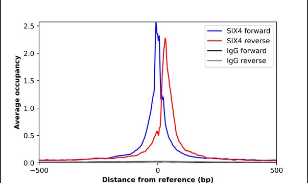 Anti-SIX4 antibody produced in rabbit affinity isolated antibody, buffered aqueous glycerol solution