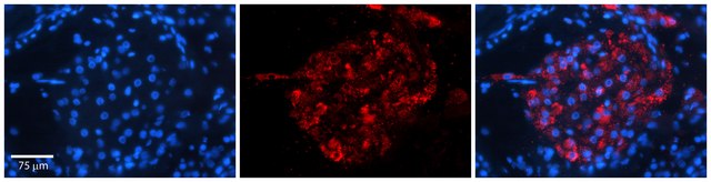 Anti-ERGIC3 antibody produced in rabbit affinity isolated antibody