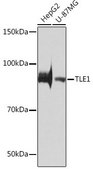Anti-TLE1 antibody produced in rabbit