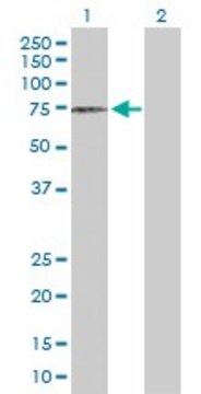 Anti-DCLRE1C antibody produced in rabbit purified immunoglobulin, buffered aqueous solution