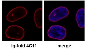 Anti-Lamin A/C Antibody, clone 4C11 clone 4C11, from mouse