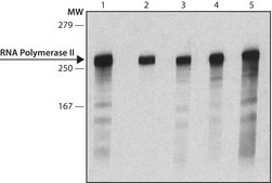 Monoclonal Anti-phospho-RNA polymerase II CTD (pSer2) antibody produced in rat clone 3E7C7, purified from hybridoma cell culture