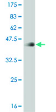 ANTI-T antibody produced in mouse clone 1H1, purified immunoglobulin, buffered aqueous solution