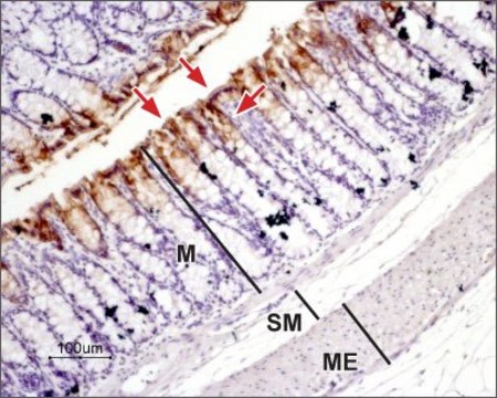 Anti-Water Channel Aquaporin 3 antibody produced in rabbit affinity isolated antibody