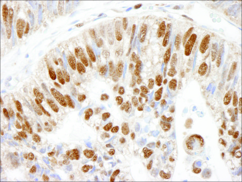 Rabbit anti-MCM3 Antibody, Affinity Purified Powered by Bethyl Laboratories, Inc.