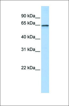 Anti-AHCYL1 (ab1) antibody produced in rabbit affinity isolated antibody