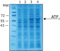 Isopropyl &#946;-D-thiogalactopyranoside solution ReadyMade IPTG solution for Blue-white screening