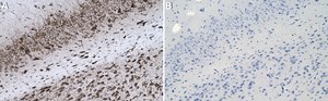 Anti-MAP3K8 Antibody, clone 1D11 ZooMAb&#174; Rabbit Monoclonal recombinant, expressed in HEK 293 cells