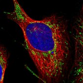 Anti-TMEM126B antibody produced in rabbit Prestige Antibodies&#174; Powered by Atlas Antibodies, affinity isolated antibody, buffered aqueous glycerol solution