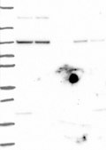 Anti-AGO1 antibody produced in rabbit Prestige Antibodies&#174; Powered by Atlas Antibodies, affinity isolated antibody, buffered aqueous glycerol solution