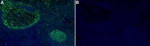 Anti-CDC20 Antibody, clone 2C9 ZooMAb&#174; Rabbit Monoclonal recombinant, expressed in HEK 293 cells