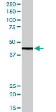 Anti-CPB1 antibody produced in rabbit purified immunoglobulin, buffered aqueous solution