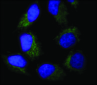 Anti-Lamin A&#8722;Atto 647N antibody produced in rabbit 1.5-3&#160;mg/mL, affinity isolated antibody, buffered aqueous solution