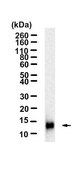 Anti-MCP-1 Antibody, clone 2G17 ZooMAb&#174; Rabbit Monoclonal recombinant, expressed in HEK 293 cells