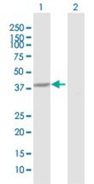 Anti-HAO1 antibody produced in rabbit purified immunoglobulin, buffered aqueous solution