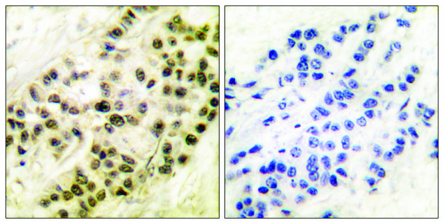 Anti-Cyclin B1 antibody produced in rabbit affinity isolated antibody