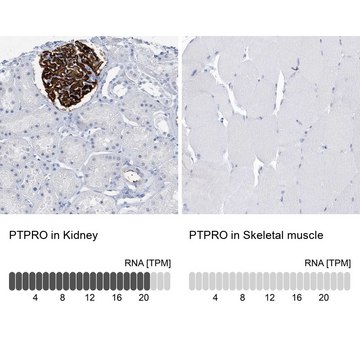 Anti-PTPRO antibody produced in rabbit Prestige Antibodies&#174; Powered by Atlas Antibodies, affinity isolated antibody, buffered aqueous glycerol solution