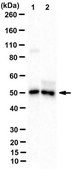 Anti-alpha-Tubulin Antibody, clone YOL1/34 clone YOL1/34, from rat