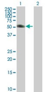 Anti-KRT20 antibody produced in mouse purified immunoglobulin, buffered aqueous solution