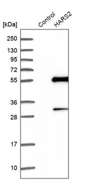 Anti-HARS2 antibody produced in rabbit Prestige Antibodies&#174; Powered by Atlas Antibodies, affinity isolated antibody, buffered aqueous glycerol solution