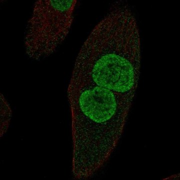 Anti-ZPLD1 antibody produced in rabbit Prestige Antibodies&#174; Powered by Atlas Antibodies, affinity isolated antibody