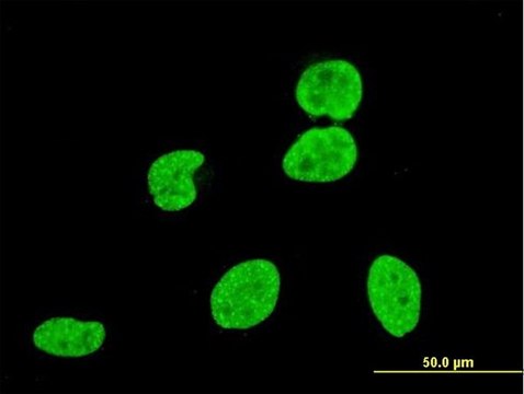 Monoclonal Anti-KIAA0804 antibody produced in mouse clone 2C8, purified immunoglobulin, buffered aqueous solution