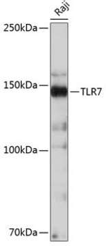 Anti-TLR7 Antibody, clone 3G6S4, Rabbit Monoclonal