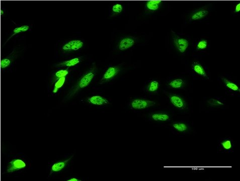 Monoclonal Anti-ZIC4 antibody produced in mouse clone 4F3, purified immunoglobulin, buffered aqueous solution