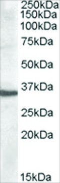 Anti-Apolipoprotein F antibody produced in goat affinity isolated antibody, buffered aqueous solution