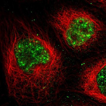 Anti-MPP1 antibody produced in rabbit Prestige Antibodies&#174; Powered by Atlas Antibodies, affinity isolated antibody