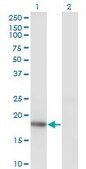 Monoclonal Anti-KISS1 antibody produced in mouse clone 1F7, purified immunoglobulin, buffered aqueous solution