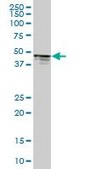 Anti-PTPN1 antibody produced in mouse purified immunoglobulin, buffered aqueous solution